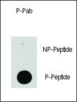 Anti-Phospho-PIK3CD-Y524 antibody produced in rabbit affinity isolated antibody, buffered aqueous solution