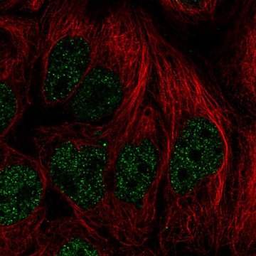 Anti-PITX2 antibody produced in rabbit Prestige Antibodies&#174; Powered by Atlas Antibodies, affinity isolated antibody