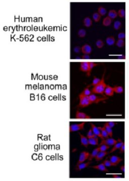 Anti- HSPA8/Hsc70 Antibody, clone N69 clone N69, from mouse