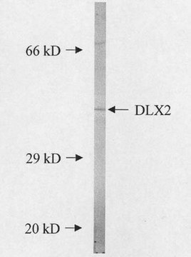 抗-Dlx2抗体 Chemicon&#174;, from rabbit