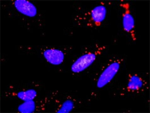 Anti-PGF antibody produced in rabbit purified immunoglobulin, buffered aqueous solution