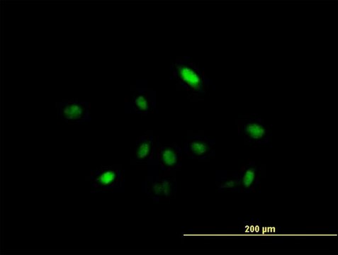 Anti-ARIH2 antibody produced in mouse purified immunoglobulin, buffered aqueous solution