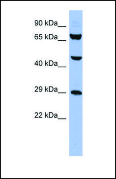 Anti-SNRPB, (N-terminal) antibody produced in rabbit affinity isolated antibody