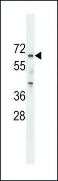 ANTI-PCTAIRE2 (PCTK2)(N-TERMINAL) antibody produced in rabbit IgG fraction of antiserum, buffered aqueous solution