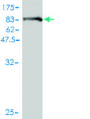 Monoclonal Anti-BAG5 antibody produced in mouse clone 2E2, purified immunoglobulin, buffered aqueous solution