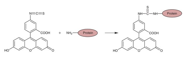 FluoroTag&#8482; FITC Conjugation Kit