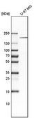 Anti-DOCK3 antibody produced in rabbit Prestige Antibodies® Powered by Atlas Antibodies, affinity isolated antibody, buffered aqueous glycerol solution