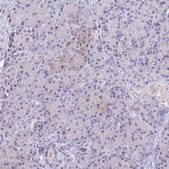 Anti-NGB antibody produced in rabbit Prestige Antibodies® Powered by Atlas Antibodies, affinity isolated antibody, buffered aqueous glycerol solution