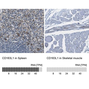 Anti-CD163L1 antibody produced in rabbit Prestige Antibodies&#174; Powered by Atlas Antibodies, affinity isolated antibody, buffered aqueous glycerol solution