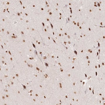 Anti-FAM13A antibody produced in rabbit Prestige Antibodies&#174; Powered by Atlas Antibodies, affinity isolated antibody, buffered aqueous glycerol solution