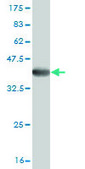 Monoclonal Anti-ADAMTS17 antibody produced in mouse clone 3B7, purified immunoglobulin, buffered aqueous solution