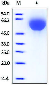 TFPI 人 recombinant, expressed in HEK 293 cells, &#8805;95% (SDS-PAGE)