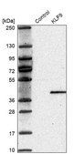 Anti-KLF9 antibody produced in rabbit Prestige Antibodies® Powered by Atlas Antibodies, affinity isolated antibody, buffered aqueous glycerol solution