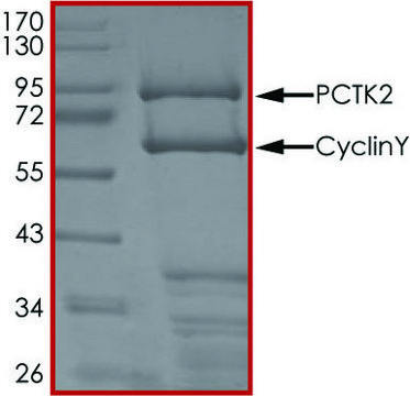 PCTK2 (CDK17)/CYCLINY, Active PRECISIO&#174; Kinase, recombinant