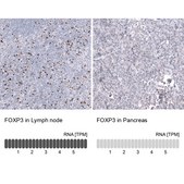 Monoclonal Anti-FOXP3 antibody produced in mouse Prestige Antibodies® Powered by Atlas Antibodies, clone CL15542, purified antibody (Protein A)