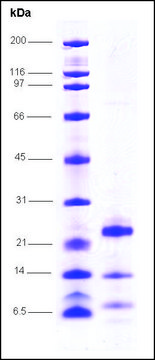 HCV-NS4A/NS3-3 Protease,strain NZL1 from hepatitis C virus recombinant, expressed in E. coli, &#8805;80% (SDS-PAGE)