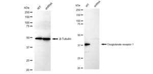 KD-Validated Anti Oxoglutarate receptor 1 Antibody, clone 23GB4575, Rabbit Monoclonal clone 23GB4575, recombinant rabbit monoclonal, expressed in HEK293 cells