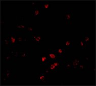 Anti-PARC antibody produced in rabbit affinity isolated antibody, buffered aqueous solution
