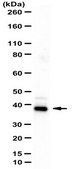 Anti-CRKL Antibody from rabbit, purified by affinity chromatography