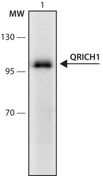 Anti-QRICH1 (16-30) antibody produced in rabbit IgG fraction of antiserum