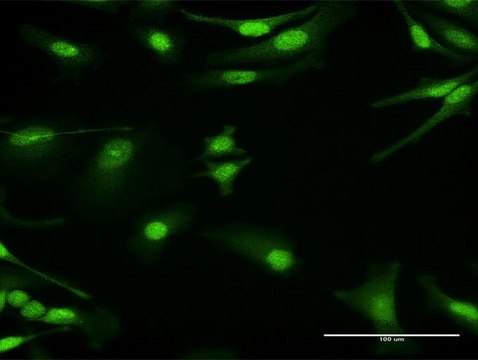 Anti-PRKAG1 antibody produced in rabbit purified immunoglobulin, buffered aqueous solution