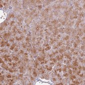 Anti-CNPY1 antibody produced in rabbit Prestige Antibodies® Powered by Atlas Antibodies, affinity isolated antibody, buffered aqueous glycerol solution
