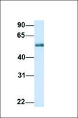Anti-FDXR antibody produced in rabbit affinity isolated antibody