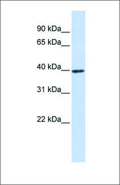 Anti-CCND1 (ab2) antibody produced in rabbit affinity isolated antibody