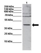 Anti-ANXA1 antibody produced in rabbit IgG fraction of antiserum