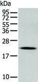 Anti-GKN2 affinity isolated antibody