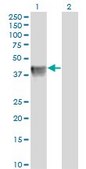 Monoclonal Anti-BGN antibody produced in mouse clone 4E1-1G7, purified immunoglobulin, buffered aqueous solution