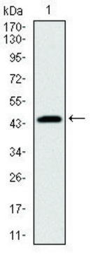 Monoclonal Anti-PBK antibody produced in mouse clone 2C8, ascites fluid