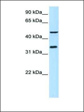 Anti-PIP3-E (AB1) antibody produced in rabbit affinity isolated antibody