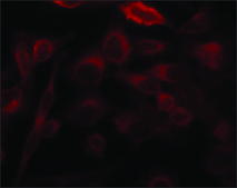Anti-STIM1 (N-terminal) antibody produced in rabbit ~1&#160;mg/mL, affinity isolated antibody, buffered aqueous solution