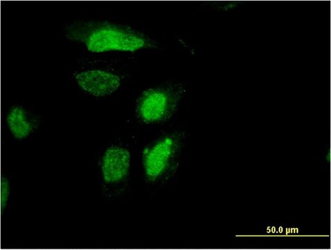 Monoclonal Anti-RDH12 antibody produced in mouse clone 1E11, purified immunoglobulin, buffered aqueous solution