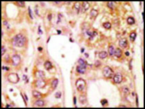 Anti-Mouse Tlr5 (N-term) antibody produced in rabbit IgG fraction of antiserum, buffered aqueous solution