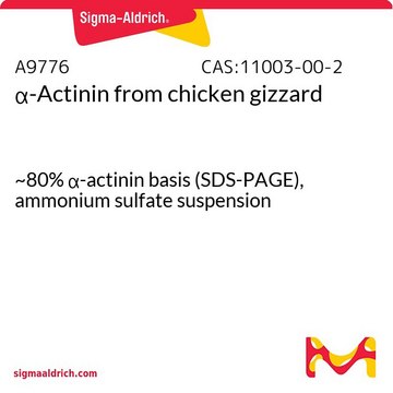 &#945;-Actinin from chicken gizzard ~80% &#945;-actinin basis (SDS-PAGE), ammonium sulfate suspension