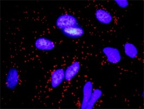 Monoclonal Anti-FGF10 antibody produced in mouse clone 3C7, purified immunoglobulin, buffered aqueous solution