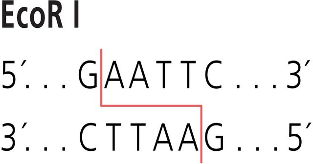 Eco R I 来源于大肠杆菌 BS5 Restriction Enzyme