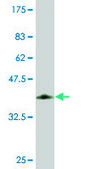 Monoclonal Anti-KLF10 antibody produced in mouse clone 4G9, purified immunoglobulin, buffered aqueous solution