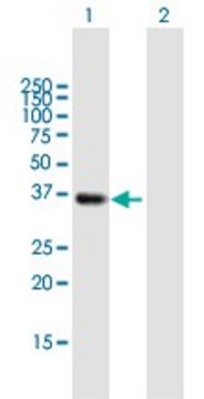 Anti-SMN2 antibody produced in mouse purified immunoglobulin, buffered aqueous solution