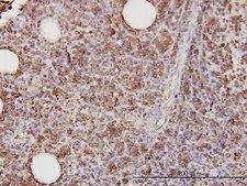 Monoclonal Anti-CD58 antibody produced in mouse clone 2D11-B10, purified immunoglobulin, buffered aqueous solution
