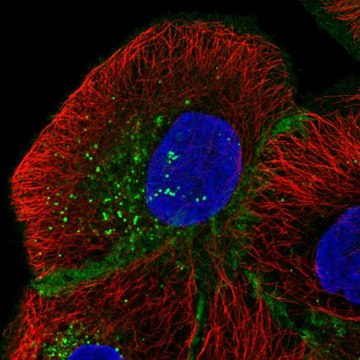 Anti-MPZL1 antibody produced in rabbit Prestige Antibodies&#174; Powered by Atlas Antibodies, affinity isolated antibody