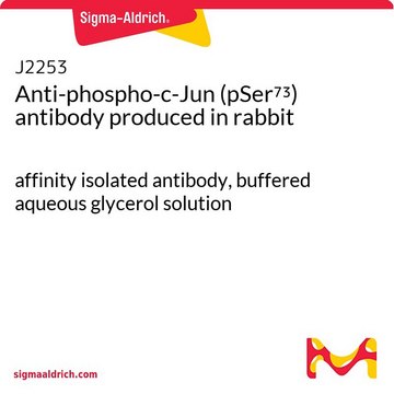 Anti-phospho-c-Jun (pSer73) antibody produced in rabbit affinity isolated antibody, buffered aqueous glycerol solution