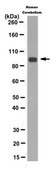 Anti-RasGRP1 Antibody, clone 10.1 clone 10.1, from mouse