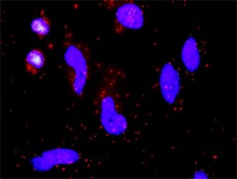 Anti-F7 antibody produced in rabbit purified immunoglobulin, buffered aqueous solution