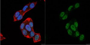 Anti-DPF2 from rabbit