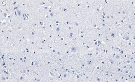 Anti-FUNDC1 Antibody, clone 1K16 ZooMAb® Rabbit Monoclonal recombinant, expressed in HEK 293 cells