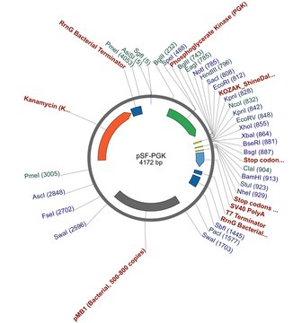 PSF-PGK - PHOSPHOGLYCERATE KINASE PROMOTER PLASMID plasmid vector for molecular cloning