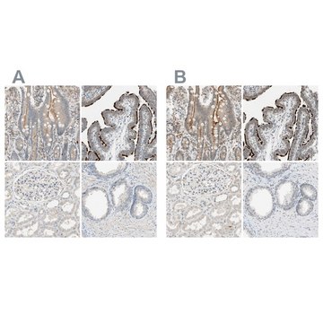 Anti-MS4A8 antibody produced in rabbit Prestige Antibodies® Powered by Atlas Antibodies, affinity isolated antibody, buffered aqueous glycerol solution
